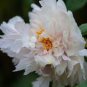 20 seeds Peony Flowers Seeds White Damask with Light Blue Centre Double Flowers