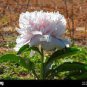 20 seeds Peony Flowers Seeds White Damask with Light Blue Centre Double Flowers