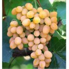 100 seeds Yellow Red Cluster of Sweet Grape Seeds