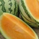 20 seeds Watermelon Orange Rare Organic Fruit Seeds