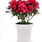 100 seeds Japanese Azalea Seeds Dark Red Rhododendron Azalea Flowers