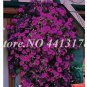 200 seeds Bonsai Hanging Petunia Garden Petunia Mixed Color