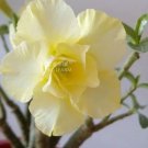 2 seeds Adenium Yellow Desert Rose Seeds
