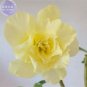 2 seeds Adenium Yellow Desert Rose Seeds