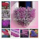 200 seeds Creeping Thyme Bonsai Flower Plant Rock