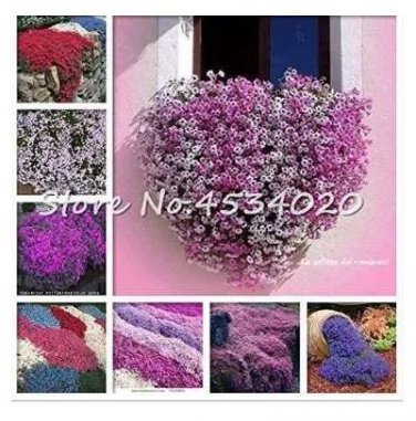 200 seeds Creeping Thyme Bonsai Flower Plant Rock