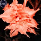 2 seeds Adenium Fully Orange Petals Long Flower Tail Seeds