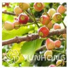 50 seeds Novel Plant Cleistocalyx Operculatus Bonsai