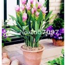 200 seeds Pink Curcuma Bonsia Flower Seeds