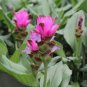 200 seeds Pink Curcuma Bonsia Flower Seeds