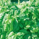 30 seeds Organic Giant Grandi Foglie Valentino Basil Seeds