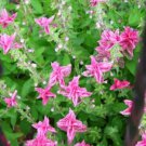 30 seeds Clary Salvia Mixed (Red, Blue) Flower Seeds
