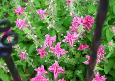 30 seeds Clary Salvia Mixed (Red, Blue) Flower Seeds