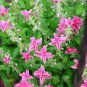 30 seeds Clary Salvia Mixed (Red, Blue) Flower Seeds