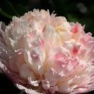 5 seeds New Variety Multi-petalled Light Pink Tree Peony Flower Seeds