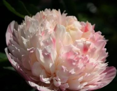5 seeds New Variety Multi-petalled Light Pink Tree Peony Flower Seeds