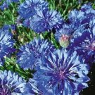 50 seeds ALL BLUE BACHELORS BUTTON CORNFLOWER Seeds