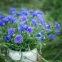 50 seeds ALL BLUE BACHELORS BUTTON CORNFLOWER Seeds