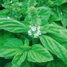50 seeds Heirloom Organic Large Leaf Sweet Basil Seeds