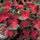 50 seeds Japanese Caladium Seeds Dark Red Leaves with Dark Green Edge