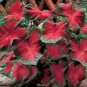50 seeds Japanese Caladium Seeds Dark Red Leaves with Dark Green Edge