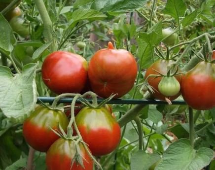 100 seeds Rare Heirloom Japonskij Black Truffle Tomato Organic Seeds