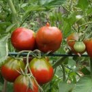 100 seeds Rare Heirloom Japonskij Black Truffle Tomato Organic Seeds
