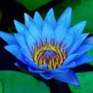 1 seeds Dark Blue Nymphaea Caerulea China Water Lily Pad Flower Pond Seeds