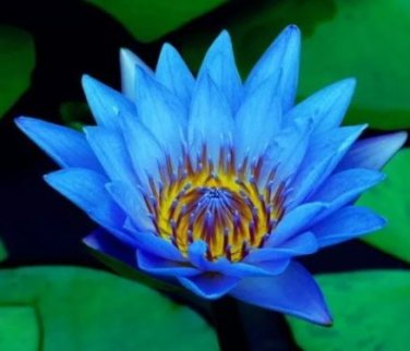 1 seeds Dark Blue Nymphaea Caerulea China Water Lily Pad Flower Pond Seeds