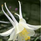 50 seeds Perennial White Columbine Seeds