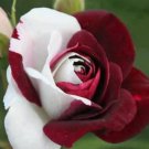 50 seeds Rare Heirloom White Shrub Flower True Seeds