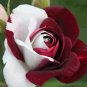 50 seeds Rare Heirloom White Shrub Flower True Seeds