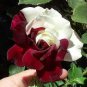 50 seeds Rare Heirloom White Shrub Flower True Seeds