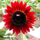 6 seeds Light Red Sunflower Ornamental Garden Flower Seed