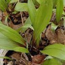 100 seeds Wild Leek Seeds (Allium tricoccum) Perennial Vegetables