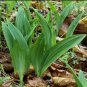 100 seeds Wild Leek Seeds (Allium tricoccum) Perennial Vegetables
