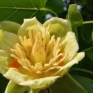 100 seeds Liriodendron Tulipifera Seeds