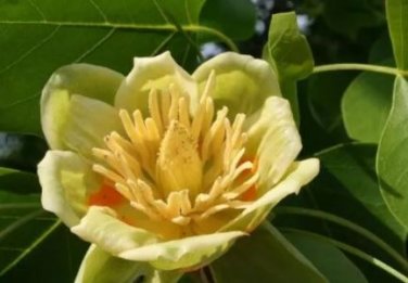 100 seeds Liriodendron Tulipifera Seeds