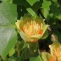 100 seeds Liriodendron Tulipifera Seeds
