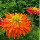 30 seeds Orange Zinnia Angustifolia Flower Seeds