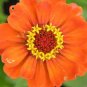 30 seeds Orange Zinnia Angustifolia Flower Seeds
