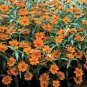 30 seeds Orange Zinnia Angustifolia Flower Seeds
