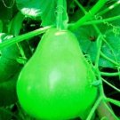 8 seeds 'Winebibber' Large Spoon Bottle Gourd Edible Organic Vegetable Seeds