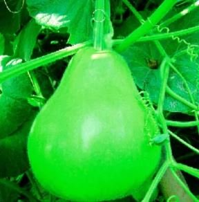 8 seeds 'Winebibber' Large Spoon Bottle Gourd Edible Organic Vegetable Seeds