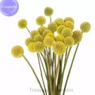 10 seeds Craspedia Billy Balls Yellow Flower