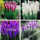 100 seeds Liatris spicata seeds Rare Flamingo cockscomb (celosia spicata)