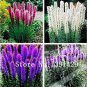 100 seeds Liatris spicata seeds Rare Flamingo cockscomb (celosia spicata)