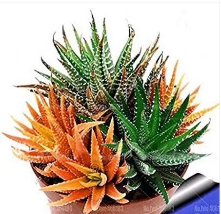 100 seeds Rare Rainbow Aloe Vera Bonsai Flowers