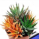 100 seeds Rare Rainbow Aloe Vera Bonsai Flowers