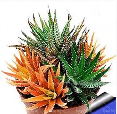 100 seeds Rare Rainbow Aloe Vera Bonsai Flowers